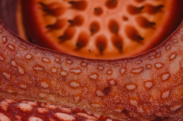 Rzadka Rafflesia Arnoldii w zbliżeniu i szczegółach