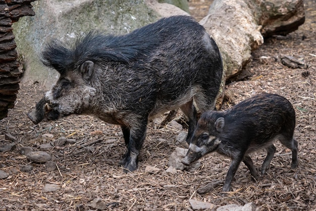 Rzadka świnia brodawkowata z Visayan Sus cebifrons negrinus