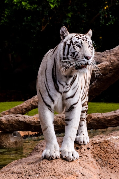 Zdjęcie rzadki dziki tygrys z białymi paskami