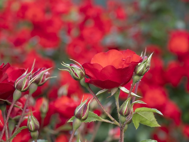 Rzadki kwiat róży w uprawie gatunków ogrodowych