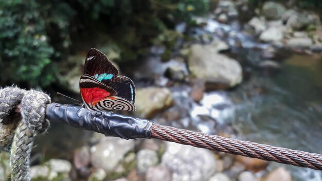 Rzadki motyl 88 Diaethria clymena nad strumieniem w brazylijskim lesie deszczowym