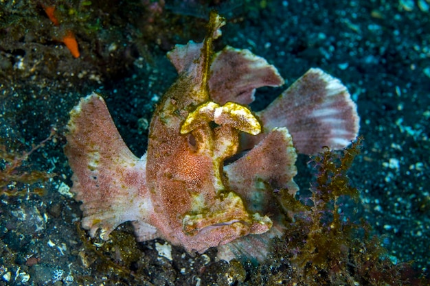 Rzadki skorpion wiosło-klapka -Rhinopias eschmeyeri. Życie morskie Tulamben, Bali, Indonezja.