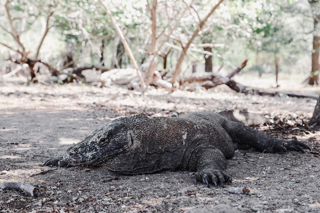 Rzadki smok z komodo leżący na ziemi na wyspie Komodo Labuan Bajo Indonesia