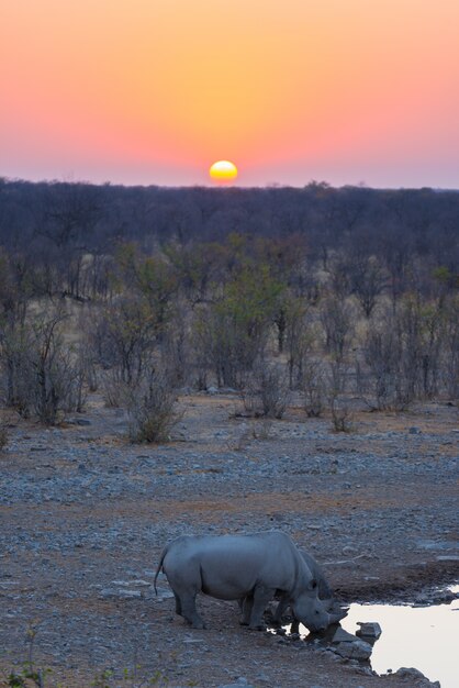 Zdjęcie rzadkie czarne nosorożce pije od waterhole przy zmierzchem