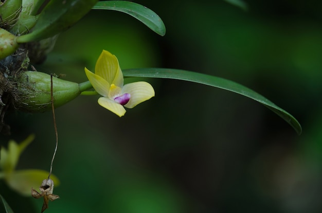 Rzadkie gatunki dzikie orchidee Bulbophyllum sillenianum