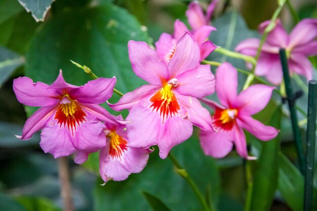 Rzadkie Gatunki Kwiatów Orchidei