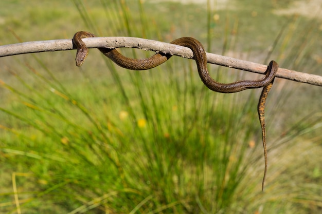 Rzeczny wąż na drewnianym kiju z zamazanym tłem