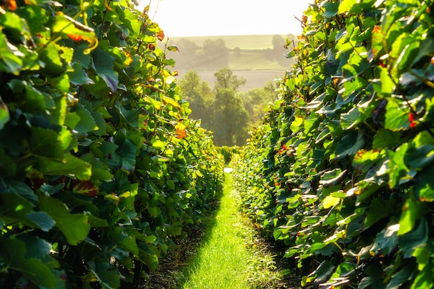 Rzędu winogradu winogrono w szampańskich winnicach przy Montagne De Reims, Francja