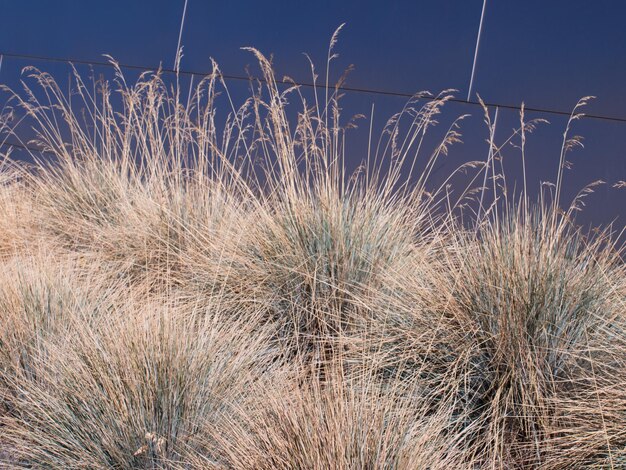 Rzędy avena blue grass jesienią.