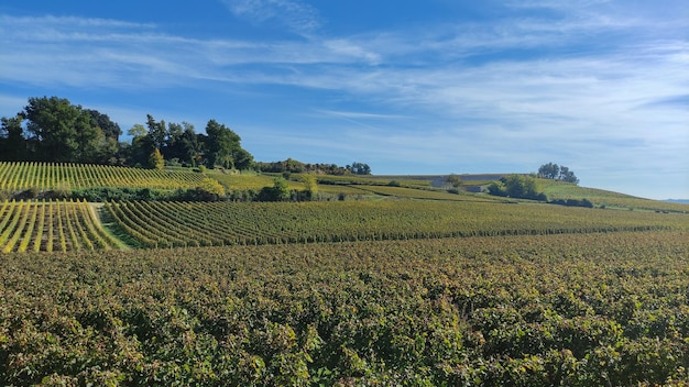 Rzędy Czerwonych Winorośli W Winnicy Po Zbiorach W Regionie Saint Emilion Francja