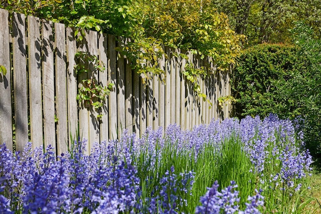 Rzędy dzwonków rosnących w zielonym ogrodzie na zewnątrz na tle drewnianej bramy Wiele pęczków niebieskich kwiatów w harmonii z naturą spokojny dziki kwietnik na cichym podwórku zen