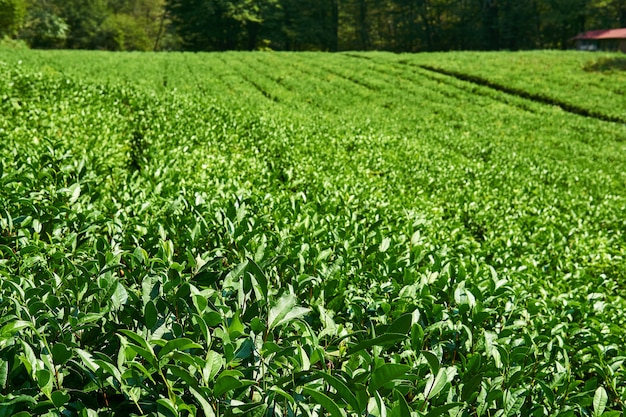 Rzędy krzewów herbacianych na plantacji w słoneczny dzień, skoncentruj się na roślinach przednich