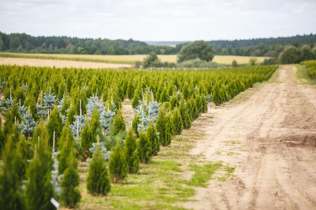 Rzędy młodych drzew iglastych w szklarni z dużą ilością roślin na plantacji