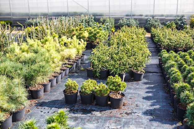 Rzędy młodych drzew iglastych w szklarni z dużą ilością roślin na plantacji