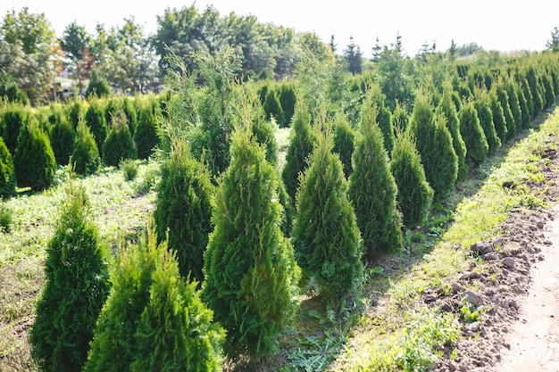 Zdjęcie rzędy młodych drzew iglastych w szklarni z dużą ilością roślin na plantacji