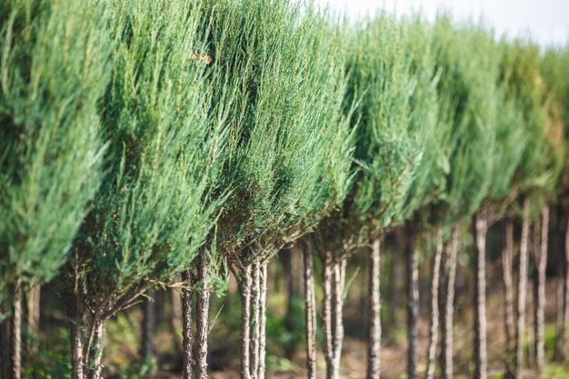 Rzędy młodych drzew iglastych w szklarni z dużą ilością roślin na plantacji