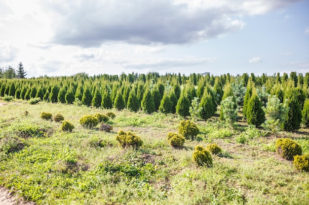 Rzędy młodych drzew iglastych w szklarni z dużą ilością roślin na plantacji