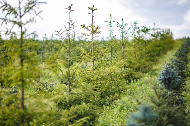 Rzędy Młodych Drzew Iglastych W Szklarni Z Dużą Ilością Roślin Na Plantacji