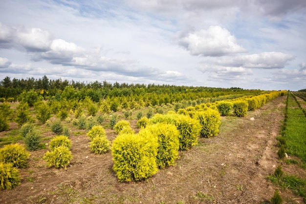 Rzędy młodych drzew iglastych w szklarni z dużą ilością roślin na plantacji