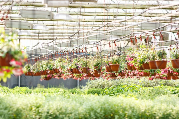 Rzędy młodych kwiatów w szklarni z dużą ilością roślin domowych na plantacji