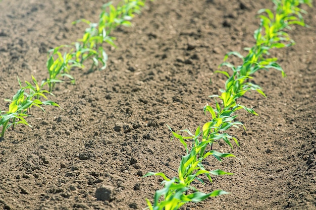 Zdjęcie rzędy młodych zielonych roślin kukurydzy. sadzonka kukurydzy na polu.