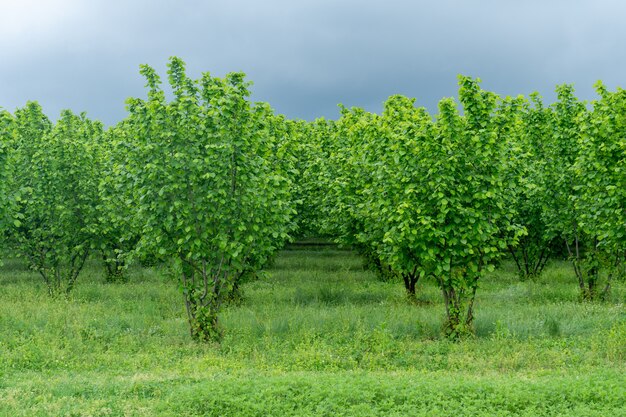 Rzędy Plantacji Orzechów Laskowych W Regionie Samegrelo