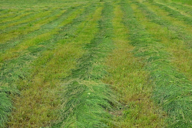 rzędy skoszonej zielonej trawy na letniej łące