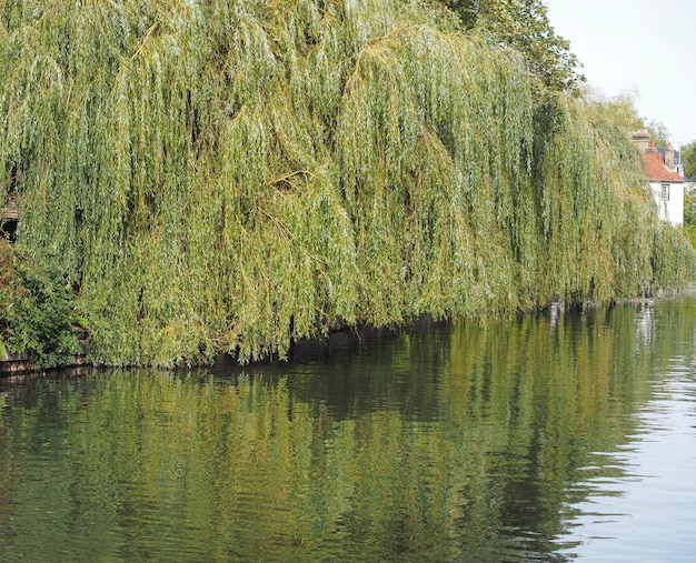 Rzeka Cam W Cambridge