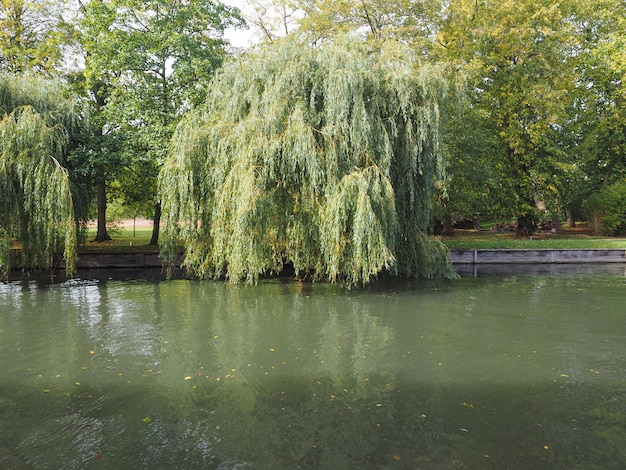 Rzeka Cam w Cambridge