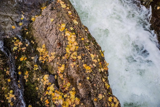 Rzeka Fall Foliage