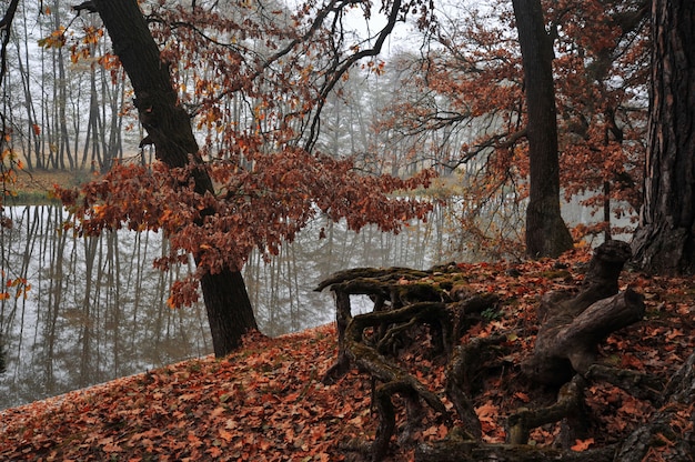 Rzeka I Las Jesienią