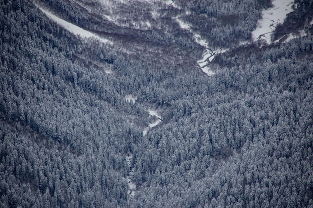 Rzeka i las w zaśnieżonej dolinie między górami Kaukazu