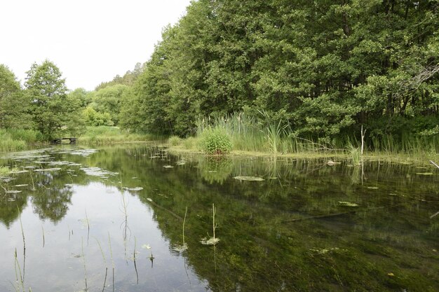 Rzeka płynie przez zielony las