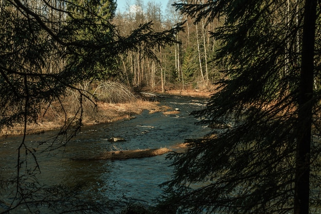 Rzeka przepływa przez las sosnowy