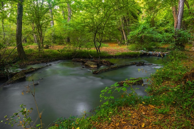 Rzeka przepływa przez las z drzewem na pierwszym planie i małym wodospadem w tle.