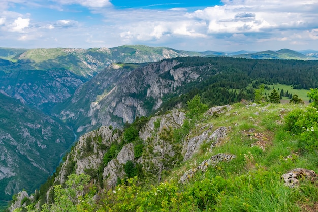 Rzeka Tara płynie w głębi kanionu wśród gór.