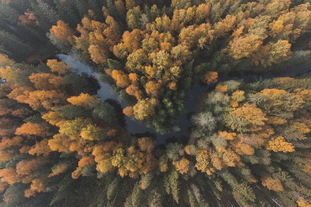 Rzeka w oszałamiającym jesiennym lesie Widok z góry Naturalne piękno