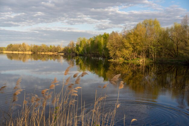 Rzeka z drzewami i trawą na brzeg