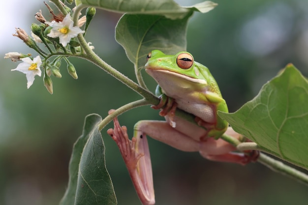 Rzekotka białowarga Litoria infrafrenata na gałęzi