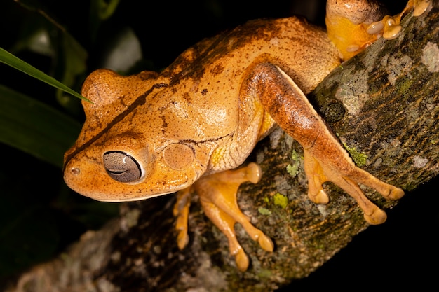 Rzekotka kowala, żaba kowala lub żaba kowalska (Hypsiboas faber lub Boana faber) to gatunek żaby z rodziny Hylidae..