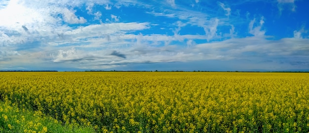 Rzepak kwitną na polu wiosną na Ukrainie