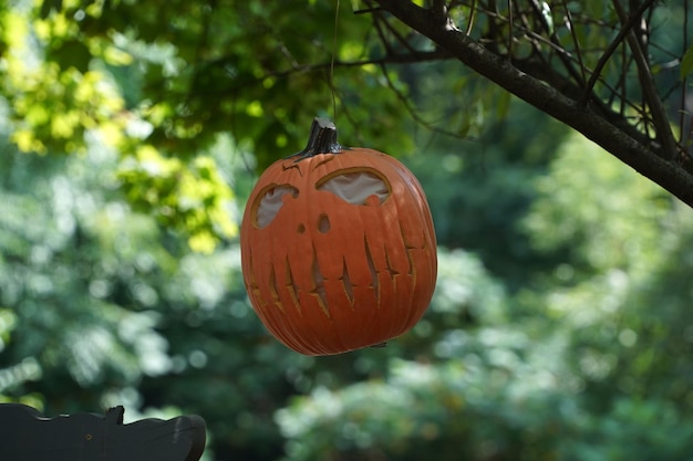 Rzeźbiona dynia halloweenowa zwisająca z drzewa