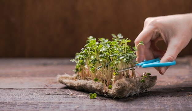 Rzodkiewka Kiełkująca Microgreen. Kiełkowanie Nasion W Domu. Koncepcja Wegańskiego I Zdrowego Odżywiania. Zielona Koncepcja życia. Jedzenie Organiczne.