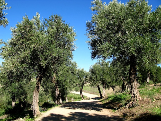 Rzymskie ruiny w Volubilis Maroko