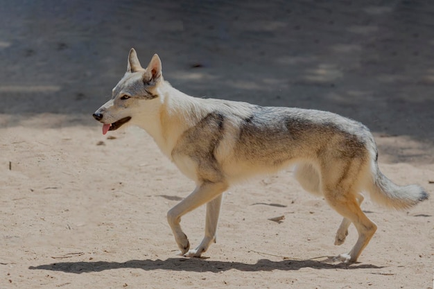Saarloos Wolfdog biegający po piaszczystym polu