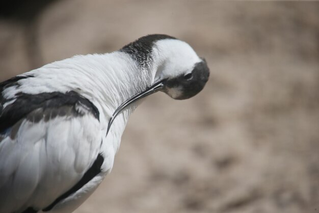 Zdjęcie sabelschnabler avocet