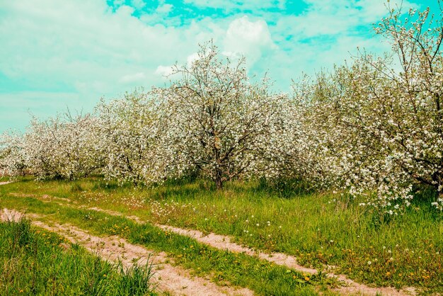 Sad jabłkowy Vintage kwiat jabłoni Wiosna naturalne tło