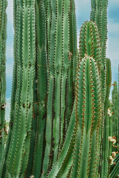 Sad kaktusowy dający w pochmurny dzień bogate kulki pitai z kolcami na organach