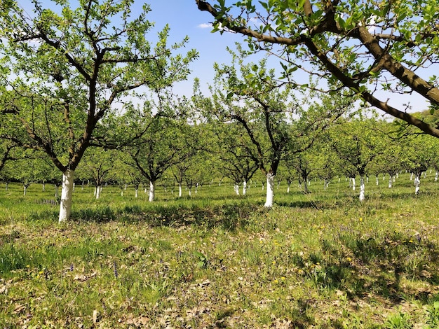 Sad młodych jabłoni pomalowanych na biało rosnących w liniach wczesną wiosną W tle kanał z wodą