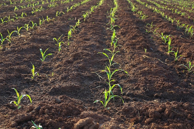 Sadzenie sadzonek kukurydzy na gruncie i uprawa roślin gospodarczych